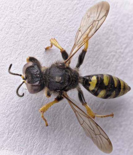 Crabro peltatus